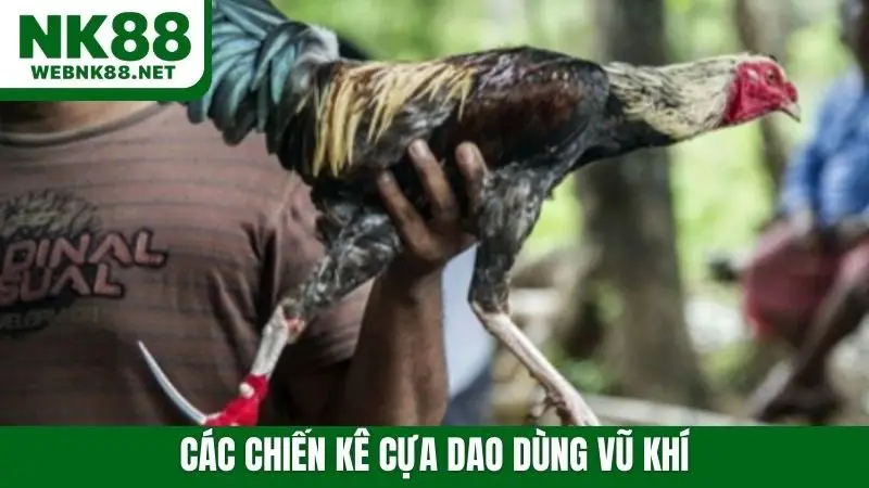 Các chiến kê cựa dao dùng vũ khí