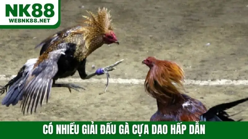Có nhiều giải đấu gà cựa dao hấp dẫn