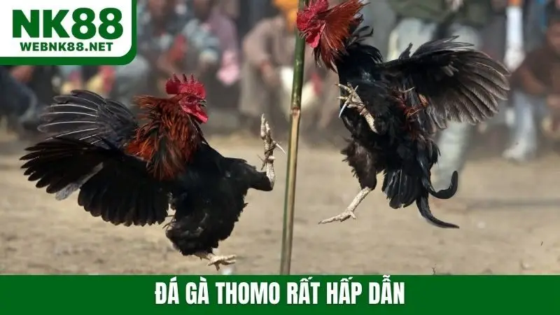 Đá gà Thomo rất hấp dẫn