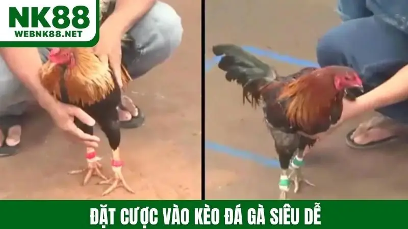 Đặt cược vào kèo đá gà siêu dễ