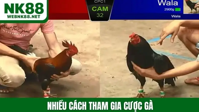 Nhiều cách tham gia cược gà