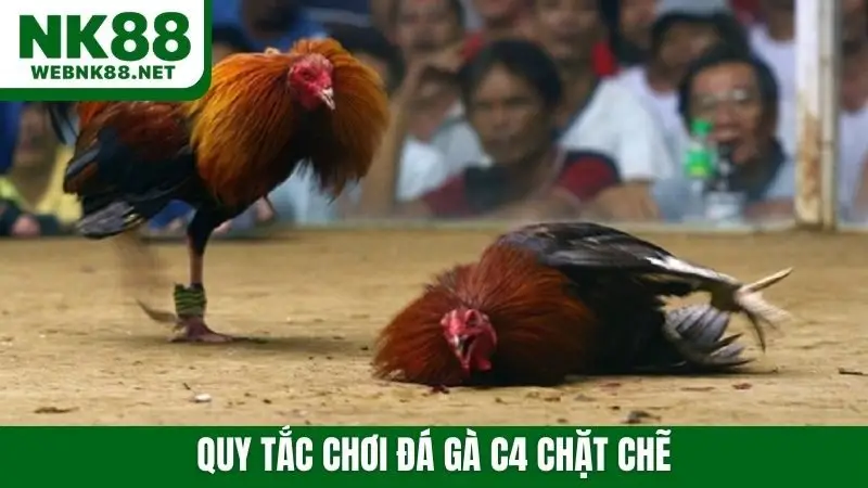 Đá gà C4 nổi danh với các quy tắc chặt chẽ