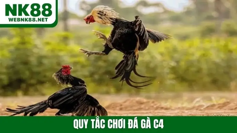 quy tắc chơi đá gà c4