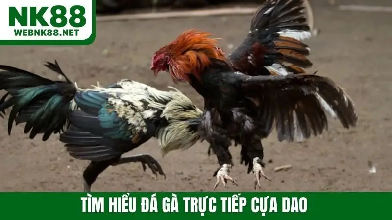 Tìm hiểu đá gà trực tiếp cựa dao
